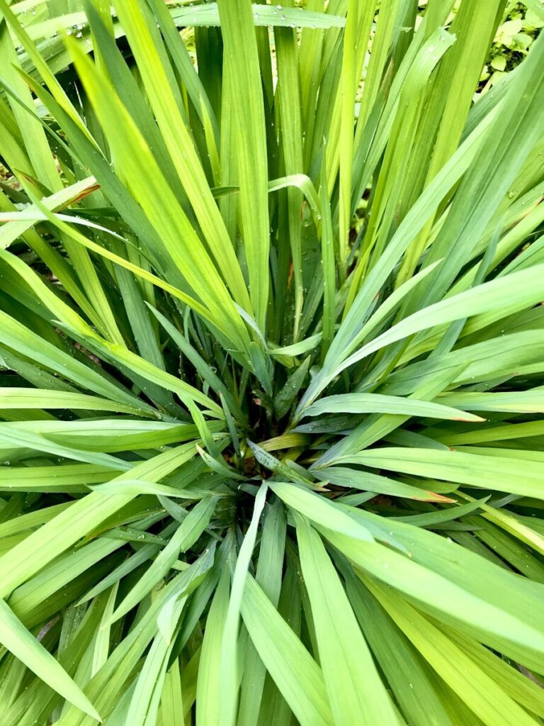 Lush green plant leaves radiate from the center, showcasing vibrant foliage with droplets of water, adding to its fresh appearance.