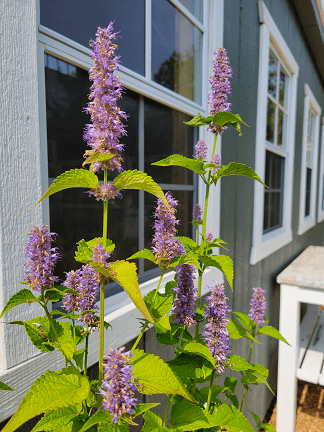 Tall spikes of purple flowers against a green house, capturing a sunny garden scene that illustrates vibrant plant life.