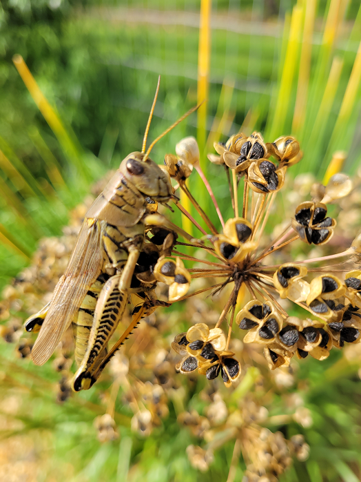 beez