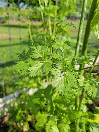 Cilantro