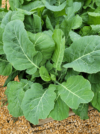 Lush green collard greens with large, dewy leaves, thriving in a garden bed, highlighting healthy vegetable cultivation.