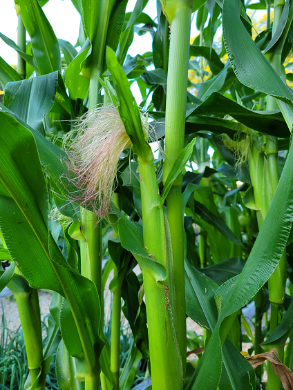 Corn plant displaying developing silk from an ear, surrounded by lush green leaves, indicating growth stage in agriculture.