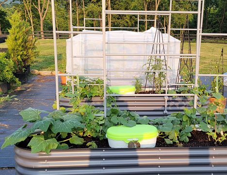 Vegetable garden with raised bed planters featuring thriving cucumber and squash plants. A trellis supports growth in the background.