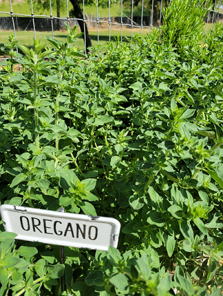 Oregano