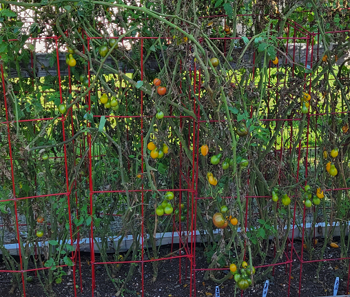Overgrowth Tomatoes