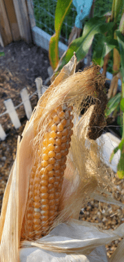 Close-up of a ripe ear of corn, showing its golden kernels and husk. The background features a garden fence, suggesting a homegrown context.