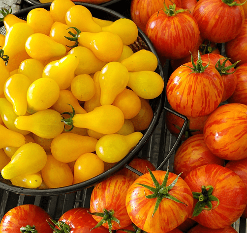 Bright yellow pear-shaped tomatoes and vibrant striped red tomatoes are artistically arranged in baskets, showcasing fresh produce at a farmers' market.