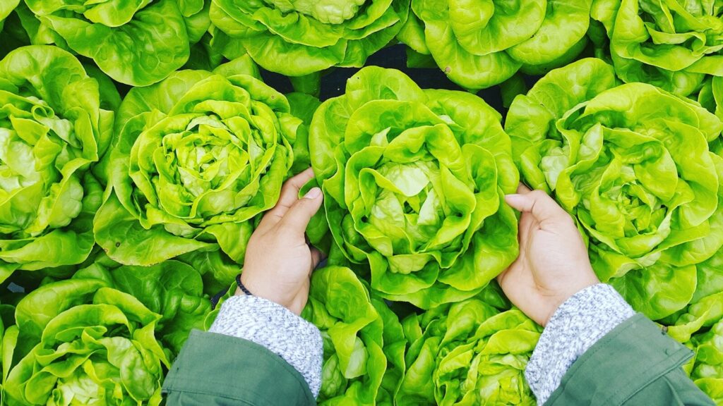 Two hands gently hold vibrant green lettuce heads, showcasing their fresh and crisp texture against a backdrop of leafy greens.