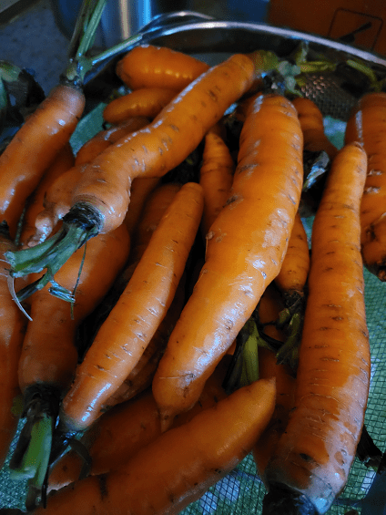 carrots