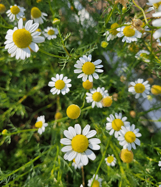 Daisies bloom with white petals and yellow centers, filling a sunny garden. This vibrant floral display highlights nature's beauty and diversity.