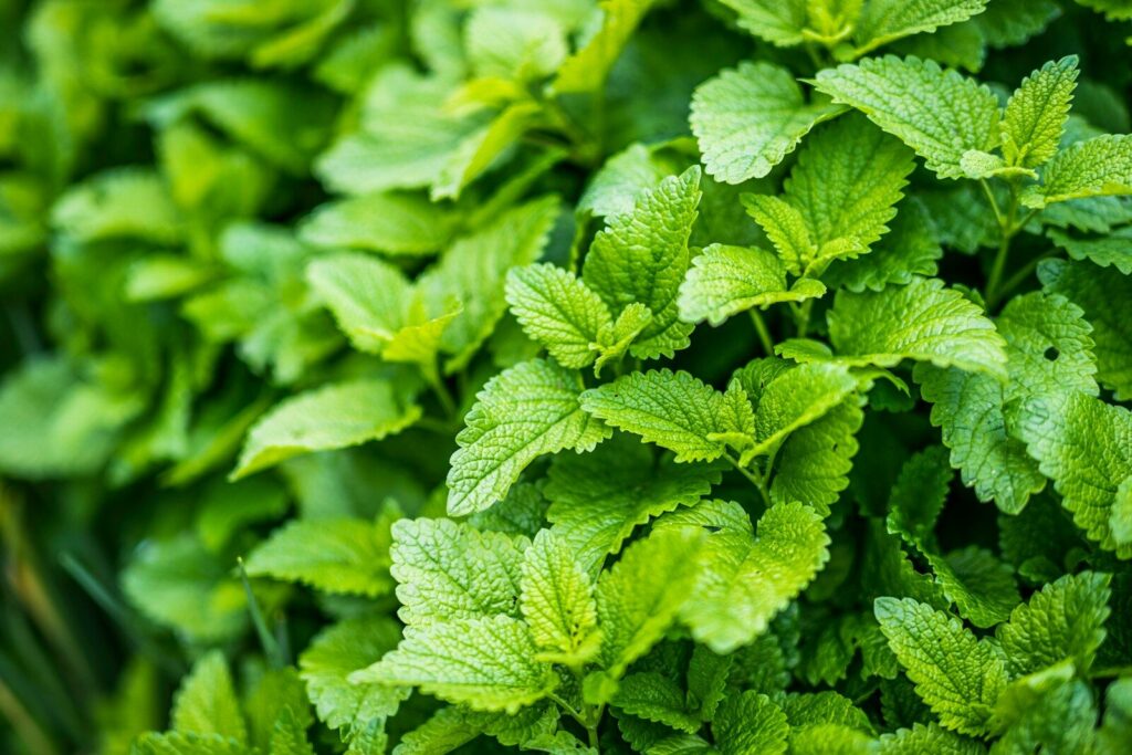 Lush green lemon balm leaves thrive in a garden setting, showcasing their vibrant texture and color ideal for culinary and medicinal uses.